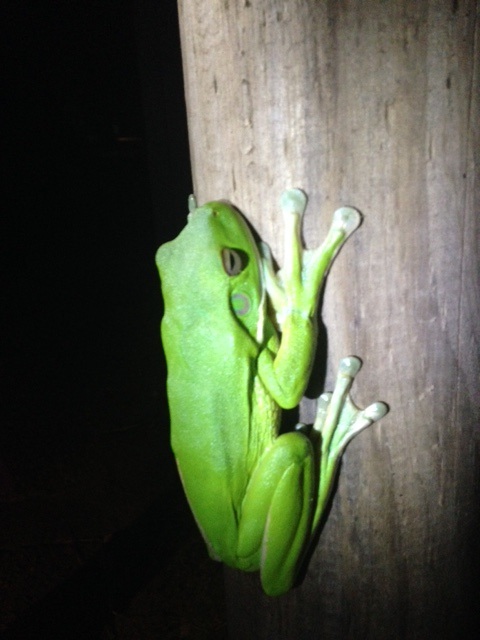Port Douglas green tree frog